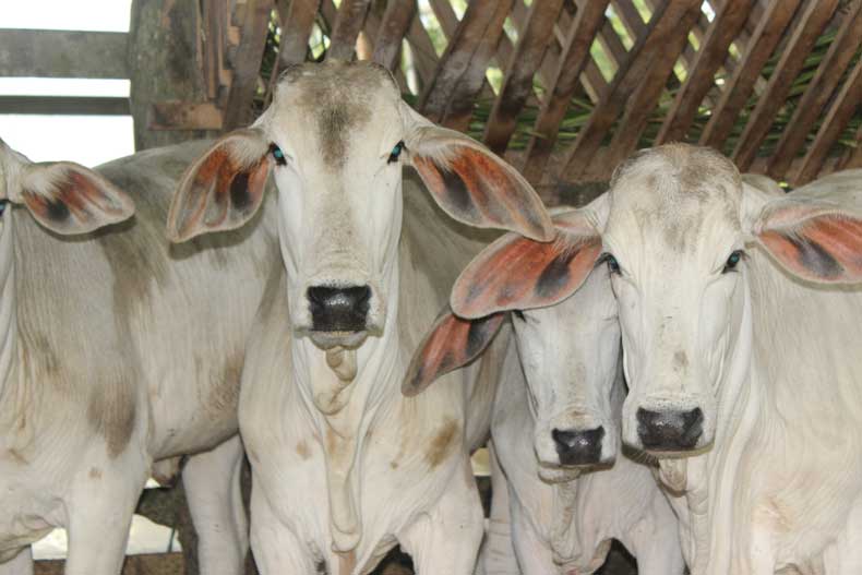 Cows at a farm experience tour, a great kid-friendly activity in Costa Rica with kids