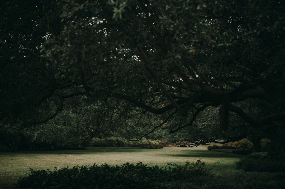 a shady area under a tree looking out at a grassy area
