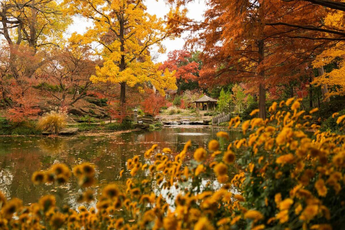 the fort worth botanic garden in fall with yellow and orange trees and yellow flowers in the foreground