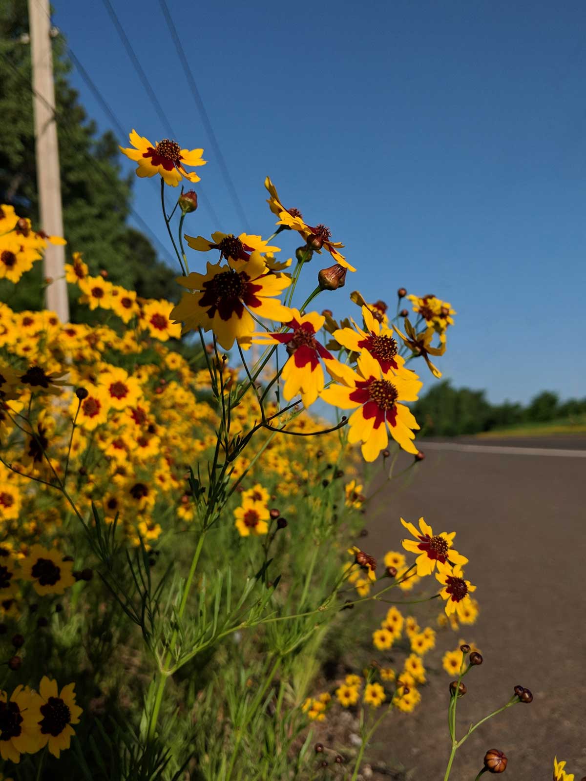 Wildflower Gardening in Oklahoma