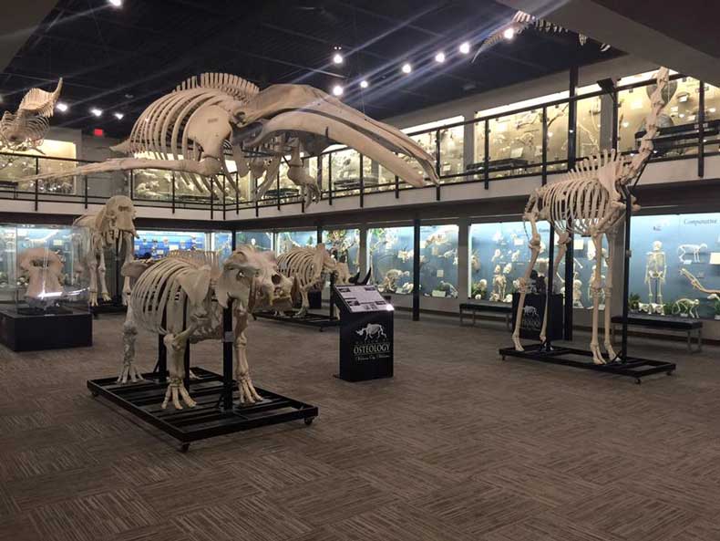 Museum of Osteology - one of the must unique things to do in Oklahoma City