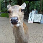 A Day Trip to Nara, Japan to Meet the Famous Nara Park Deer Nara Japan Deer Park - Parenthood and Passports