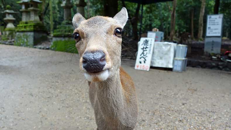 a tame and curious deer at the Nara Japan Deer Park 