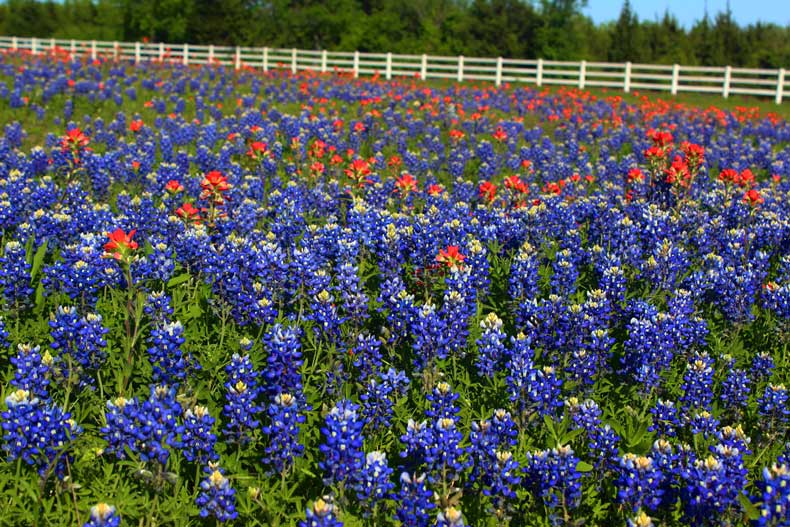 A field of bluebonnets at the Texas Bluebonnet Festival Ennis 