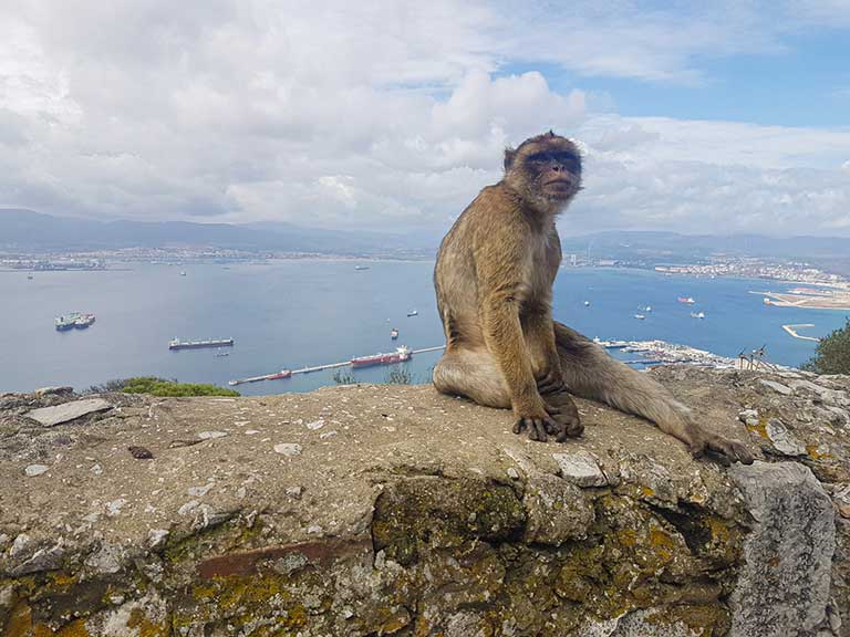 A monkey sitting atop the Rock of Gibraltar