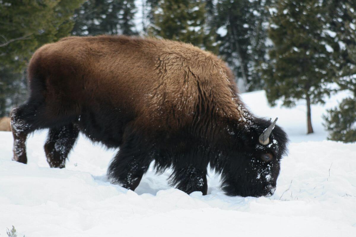 bison in the snow during winter in Jackson Hole Wyoming