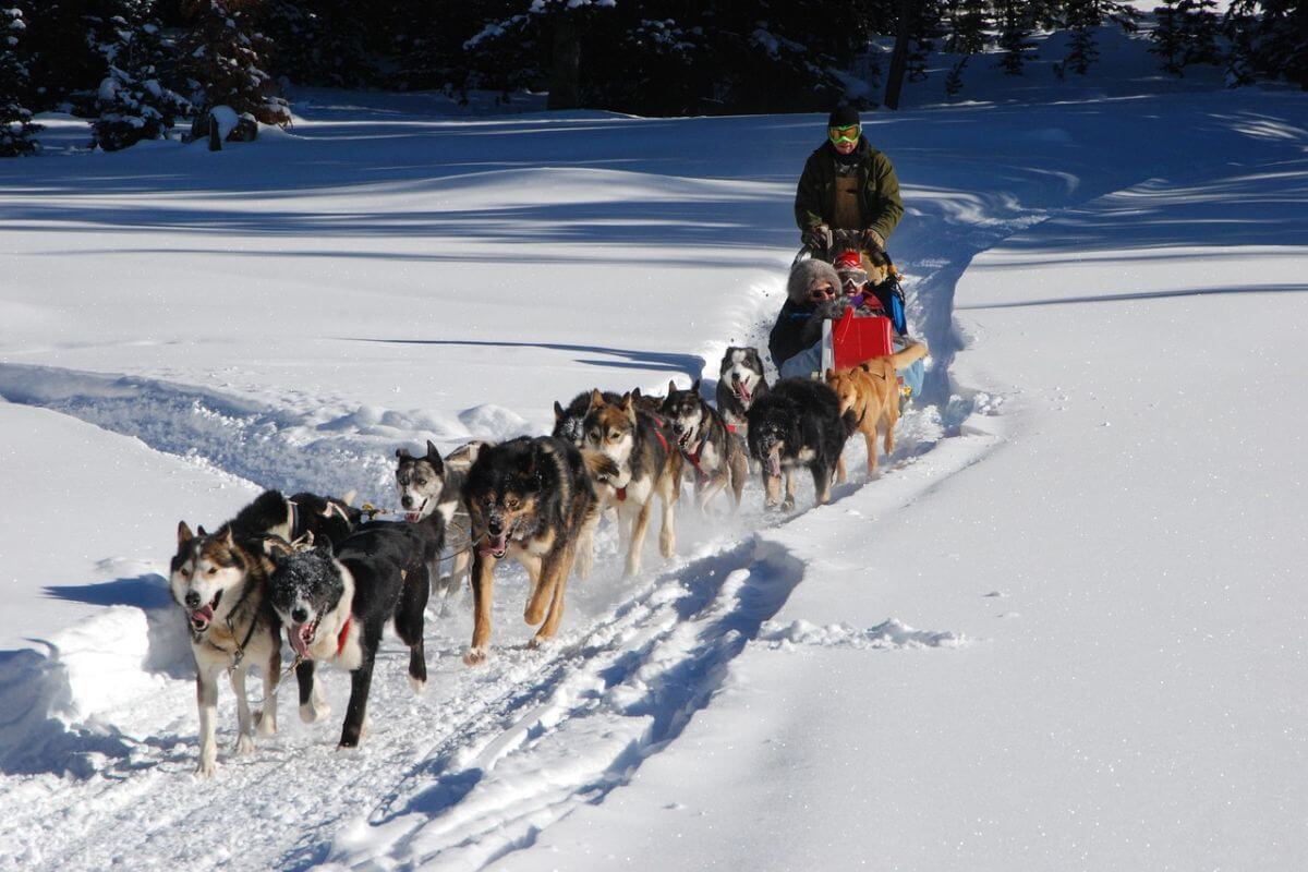 Dog sledding along the continental divide.