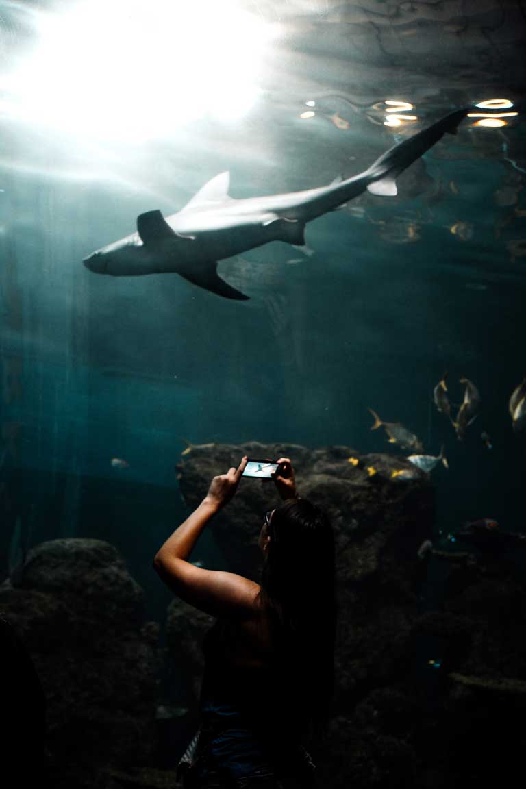 woman photographing a shark at the Downtown Aquarium in Denver