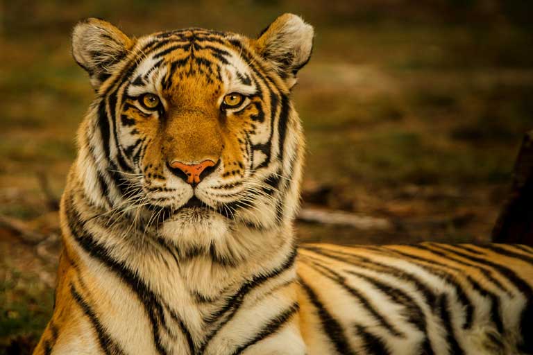 a tiger at the Denver Zoo - one of the best things to do in Denver with toddlers