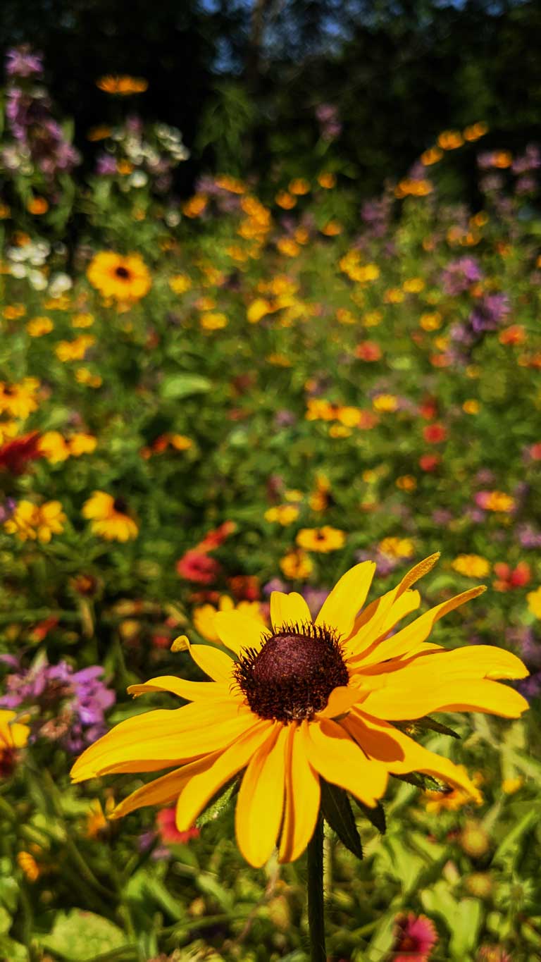 Wildflower Gardening in Oklahoma