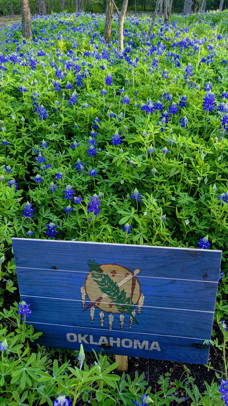 Wildflower Gardening in Oklahoma