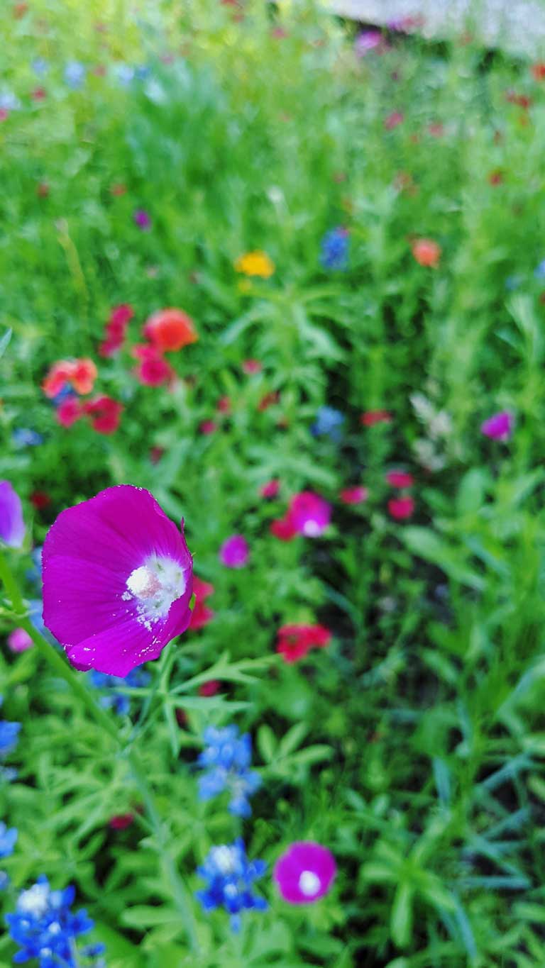 Wildflower Gardening in Oklahoma