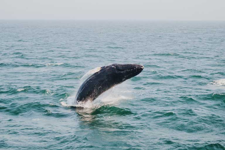 a whale jumping from the water in the Gulf of Maine