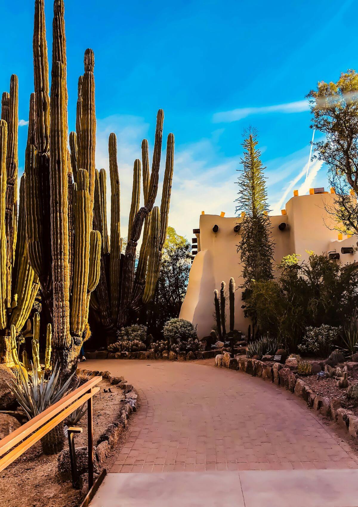A walking path at the Desert Botanical Gardens in Phoenix