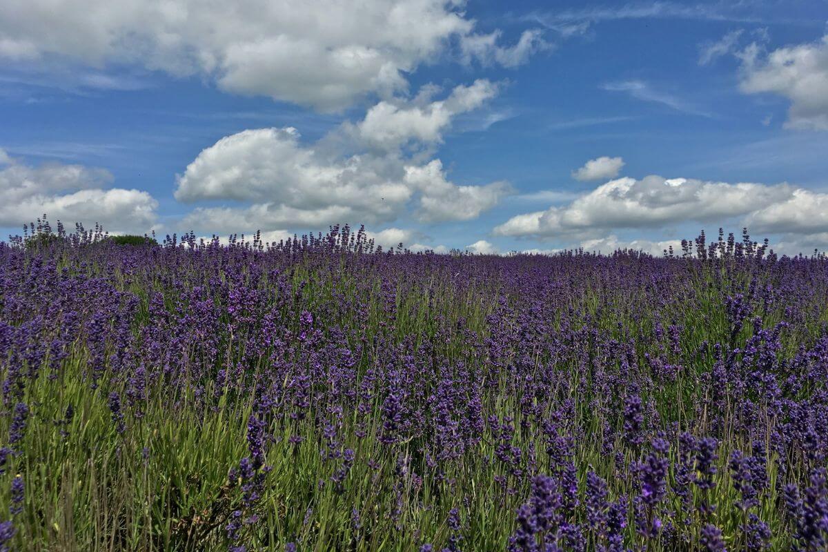 Lavender fields near Snowshill Manor.