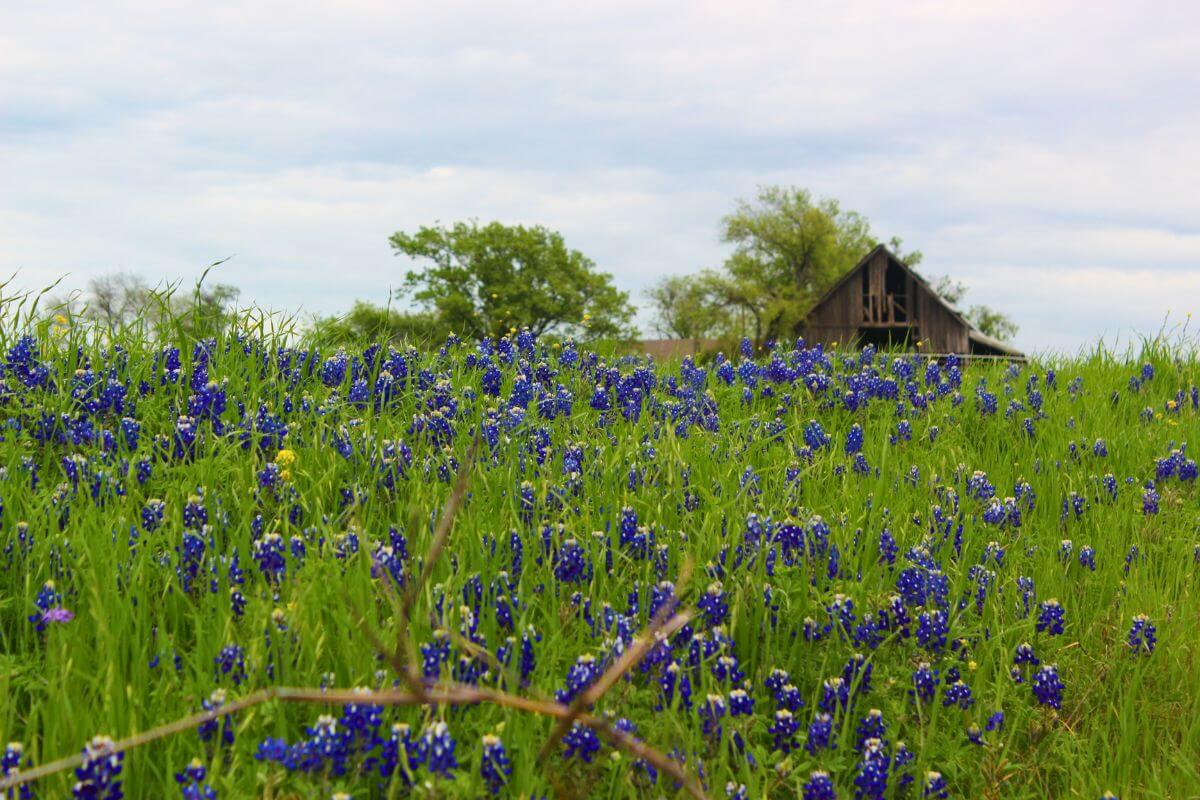 a field of bluebonnets with an old wooden barn in the background